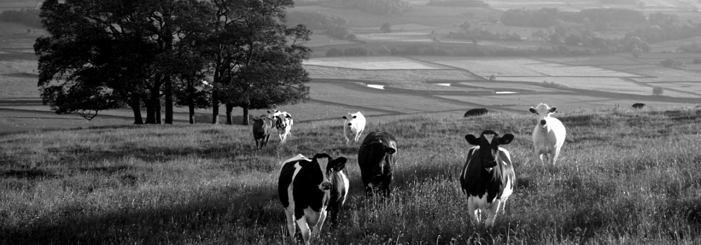 Yorkshire Dales