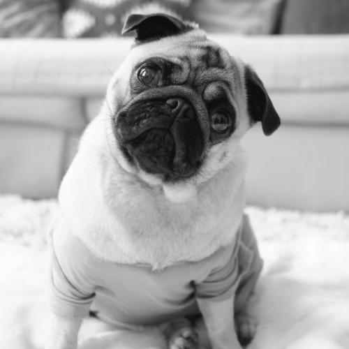 Confused pug